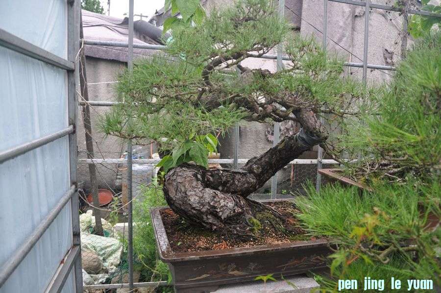 ҵ辰 371.jpg