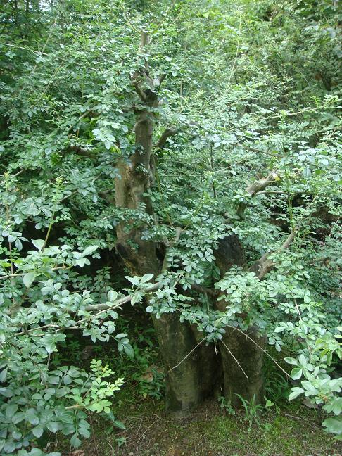 DSC05278.JPG