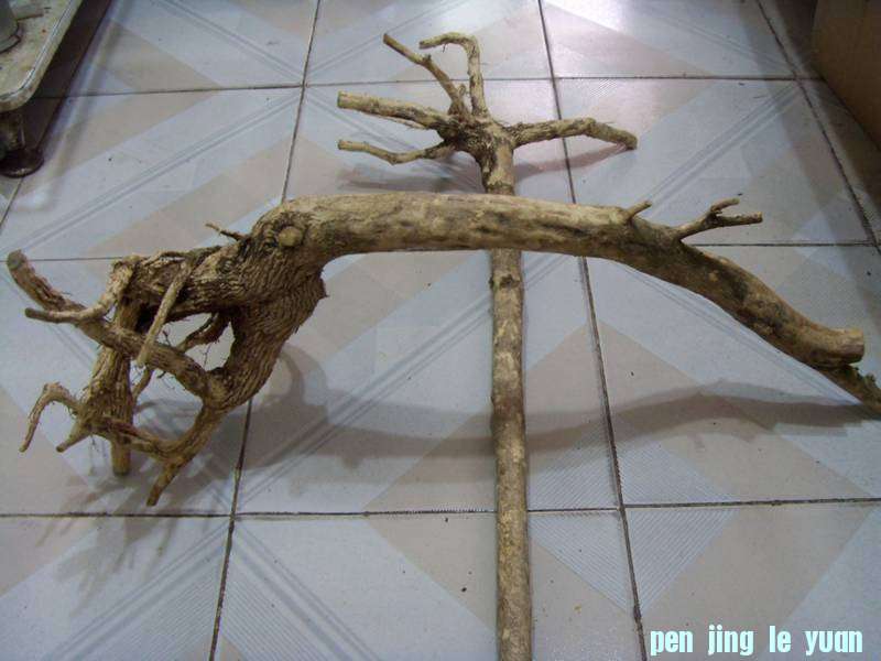 SDC11347.JPG