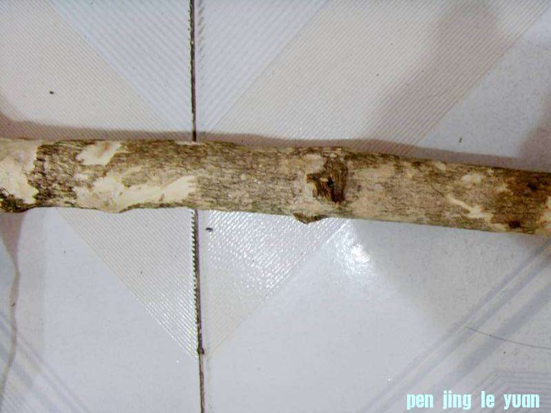 SDC10989_.jpg