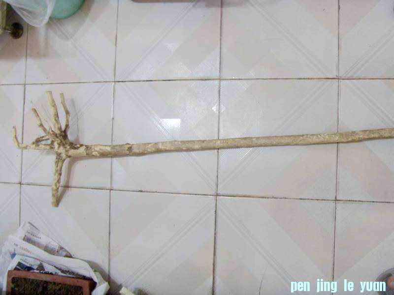 SDC10985__.jpg