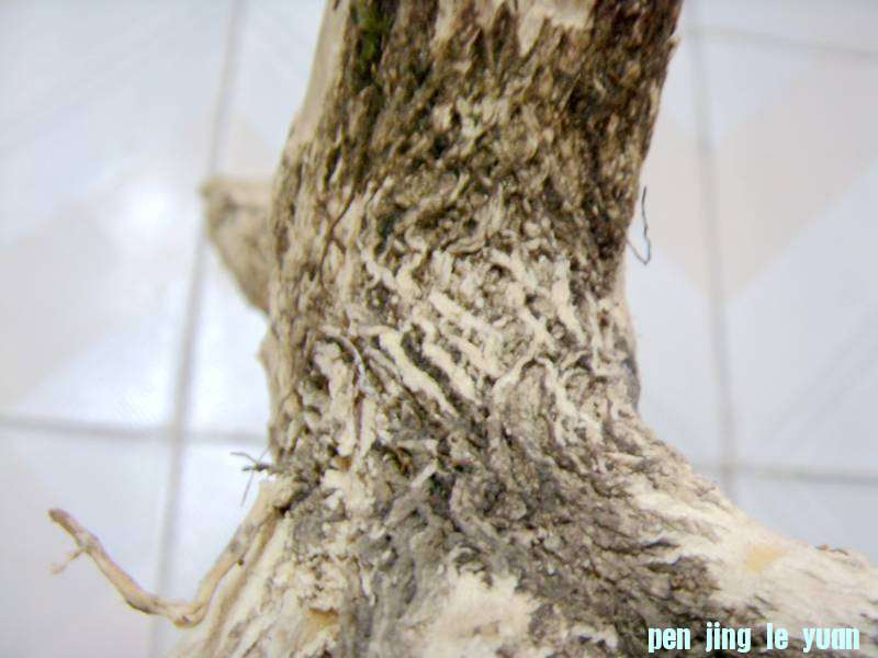 SDC11152_.jpg