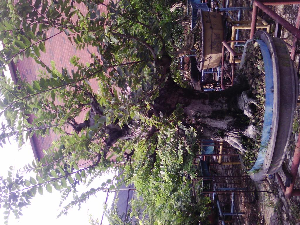 IMG_20130713_160952.jpg