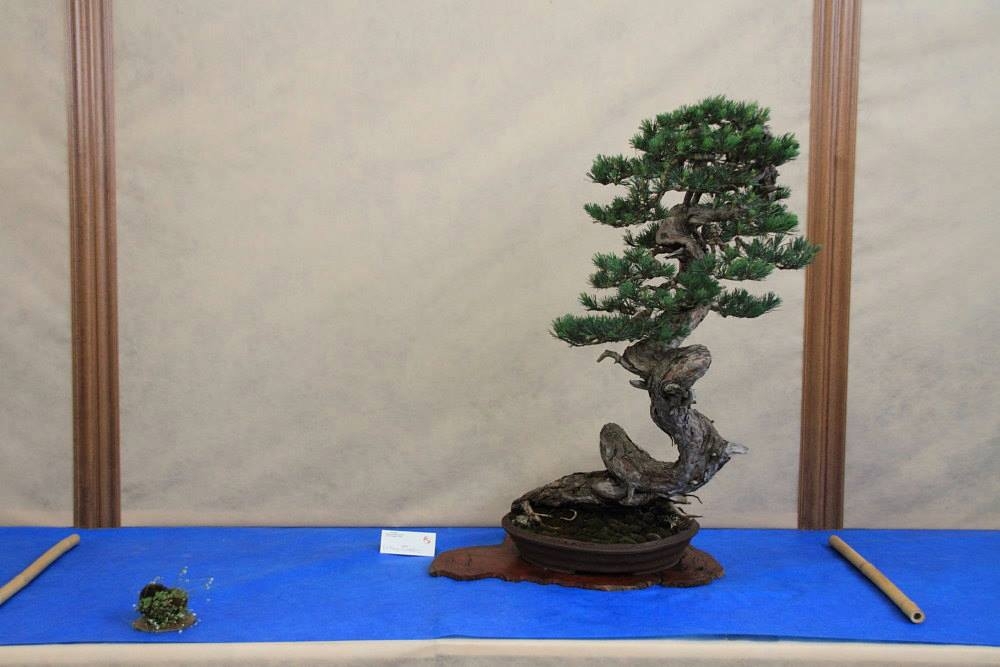 So-Saku Kimura Bonsai Award 2013 016.jpg