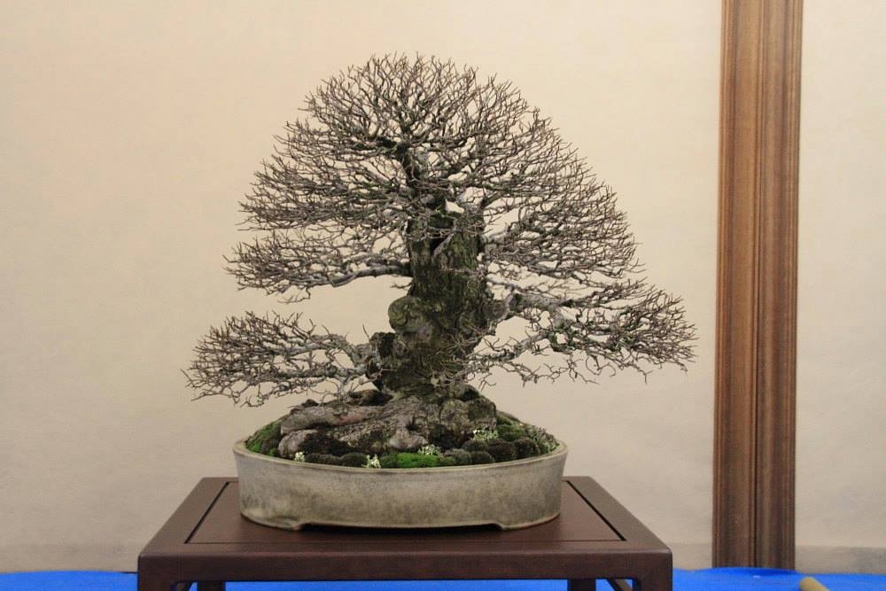 So-Saku Kimura Bonsai Award 2013 018.jpg