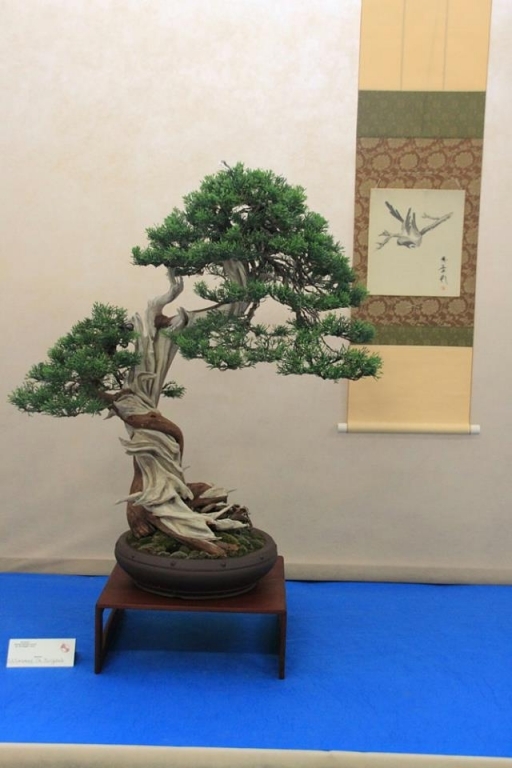 So-Saku Kimura Bonsai Award 2013 022.jpg