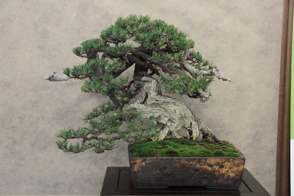 So-Saku Kimura Bonsai Award 2013 024.jpg