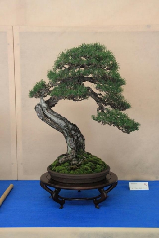 So-Saku Kimura Bonsai Award 2013 027.jpg