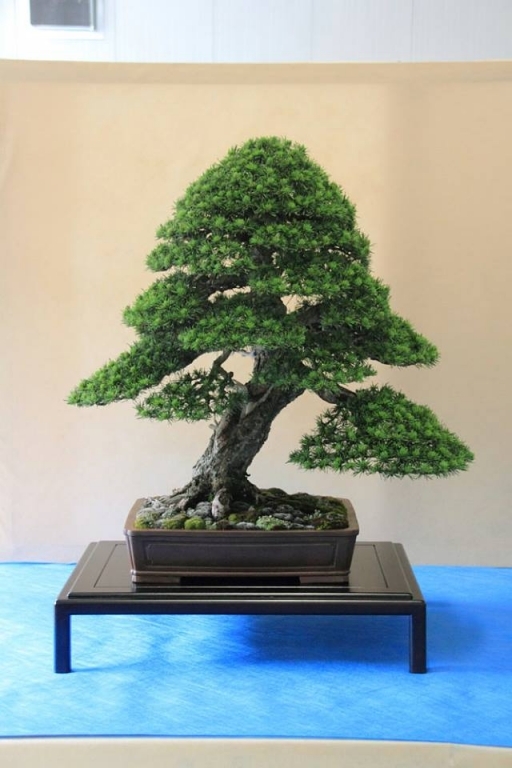 So-Saku Kimura Bonsai Award 2013 030.jpg