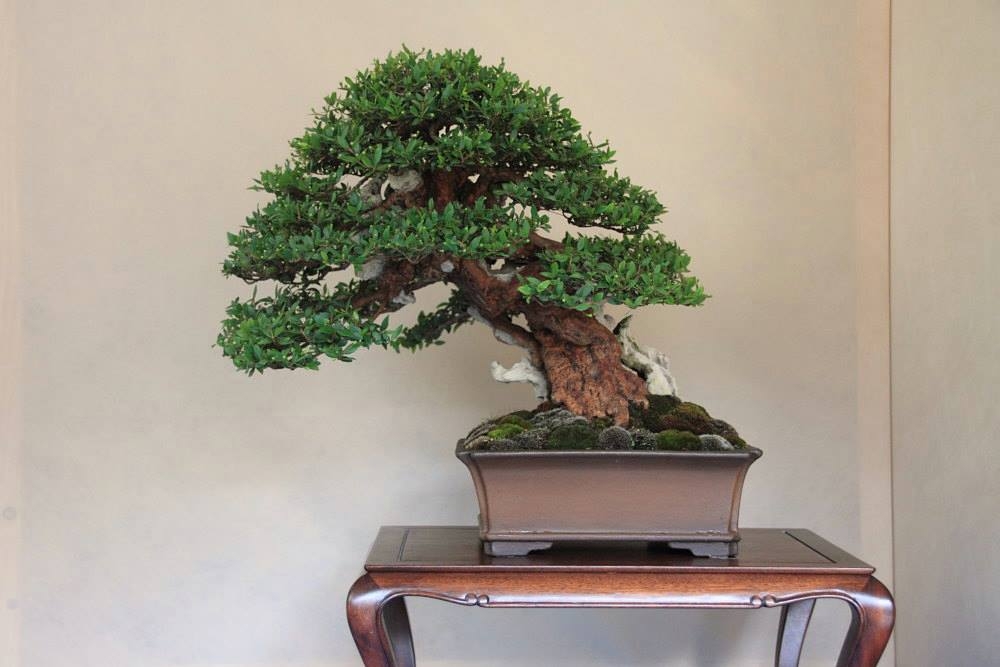 So-Saku Kimura Bonsai Award 2013 032.jpg