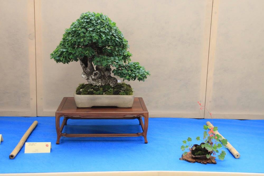 So-Saku Kimura Bonsai Award 2013 034.jpg