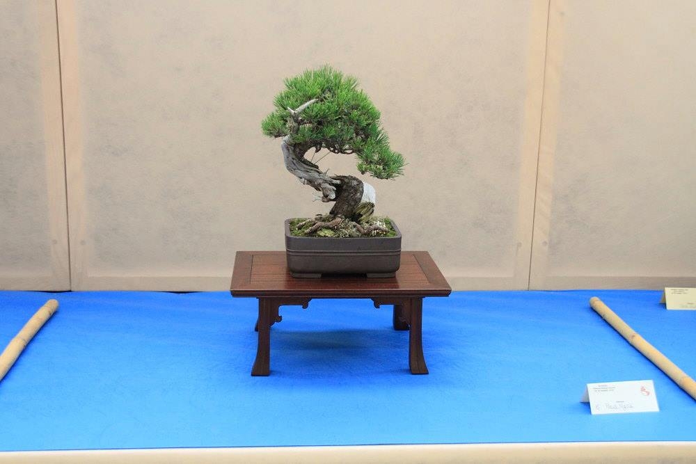 So-Saku Kimura Bonsai Award 2013 035.jpg