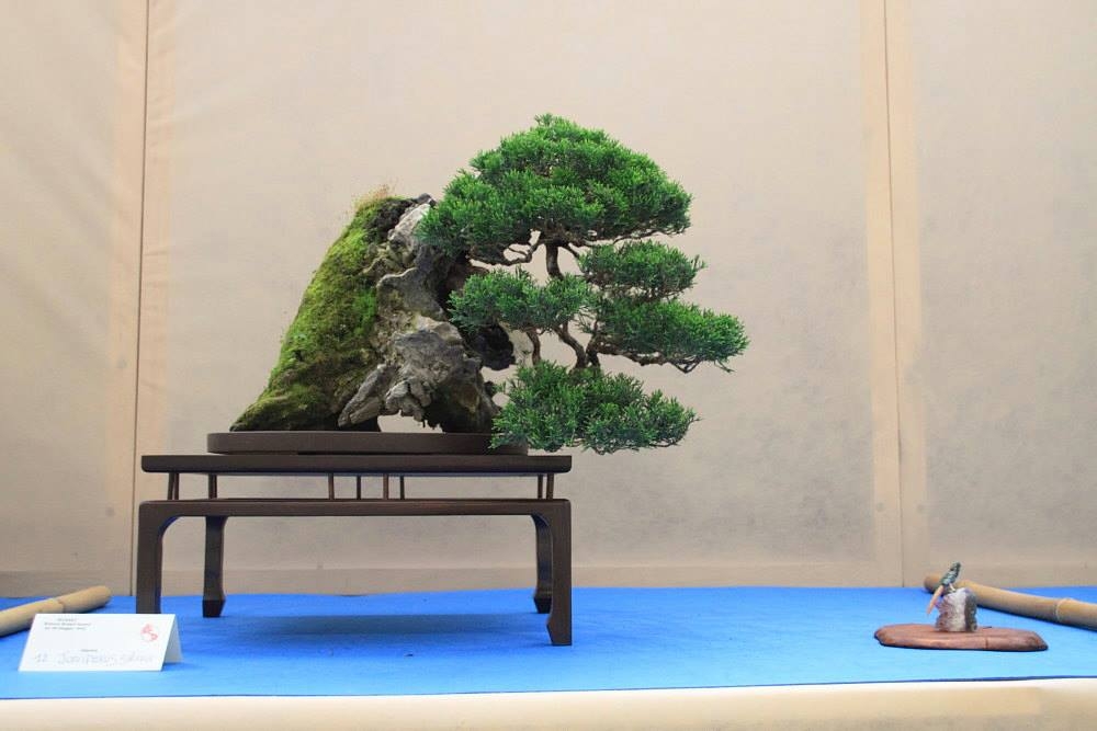 So-Saku Kimura Bonsai Award 2013 036.jpg