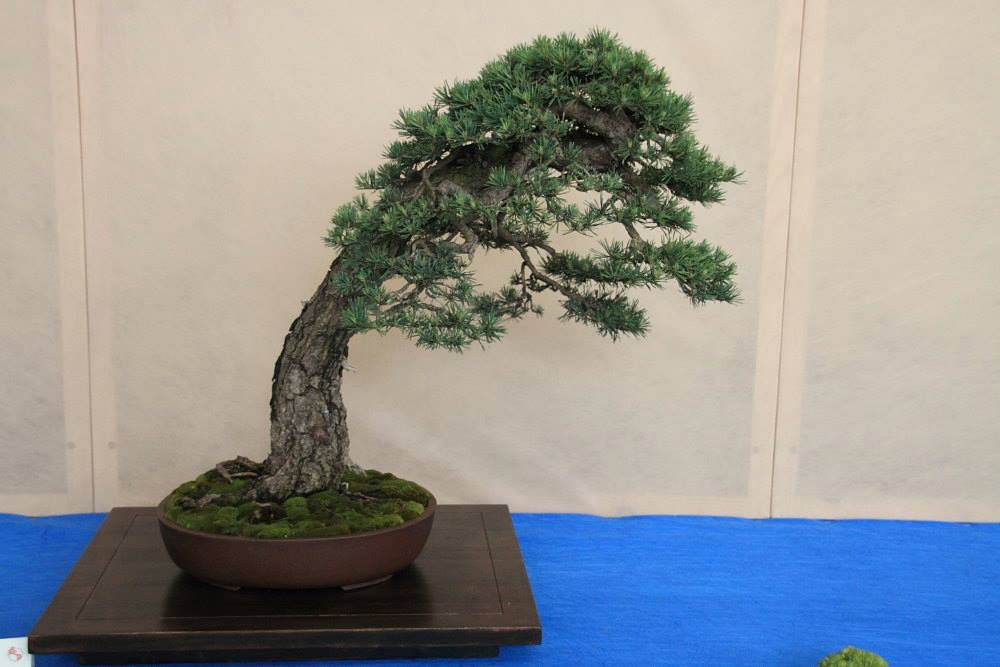 So-Saku Kimura Bonsai Award 2013 042.jpg