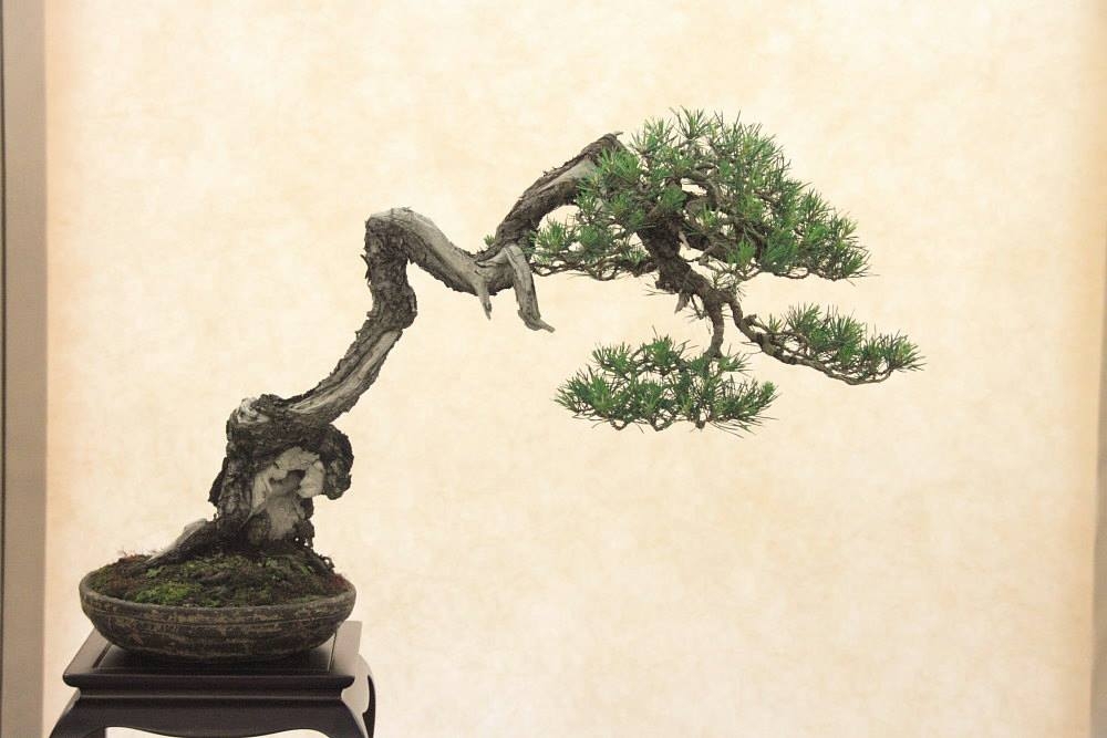 So-Saku Kimura Bonsai Award 2013 043.jpg