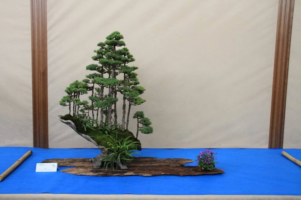So-Saku Kimura Bonsai Award 2013 048.jpg
