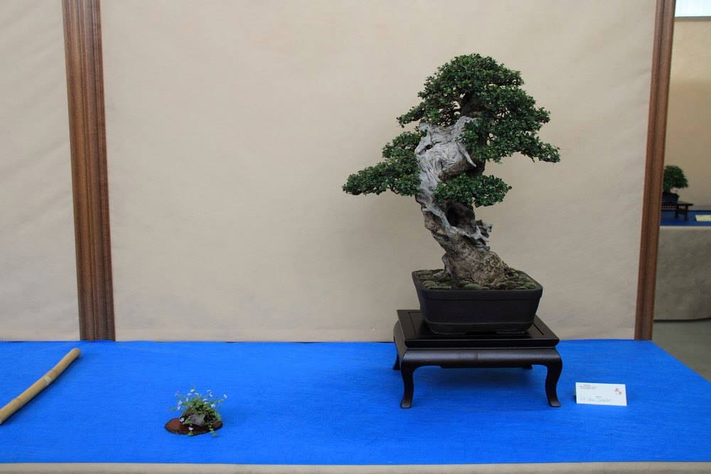 So-Saku Kimura Bonsai Award 2013 050.jpg