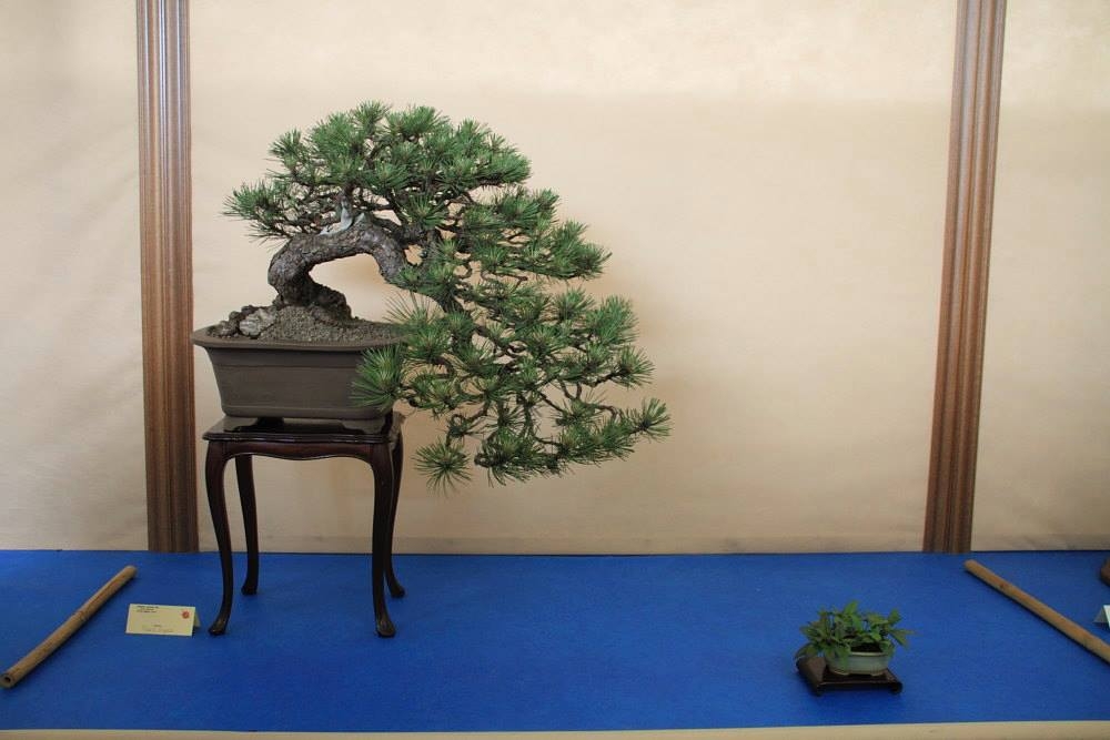 So-Saku Kimura Bonsai Award 2013 052.jpg