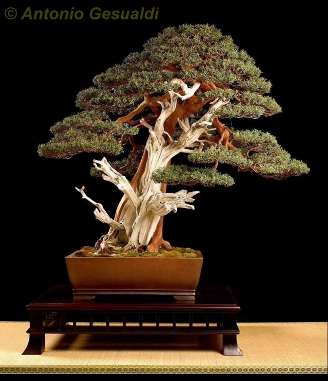 Juniperus chinensis Antonio Gesualdi.jpg