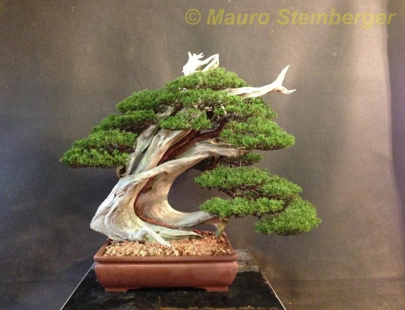Juniperus itoigawa Mauro Stemberger.jpg