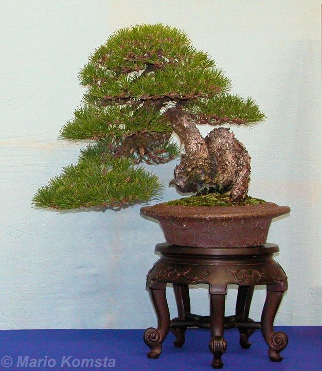 Pinus thunbergii 2 Mario Komsta.jpg