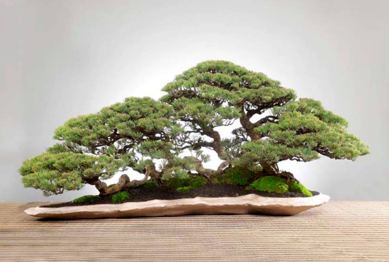 WWBF World Bonsai Photo Contest 002.jpg