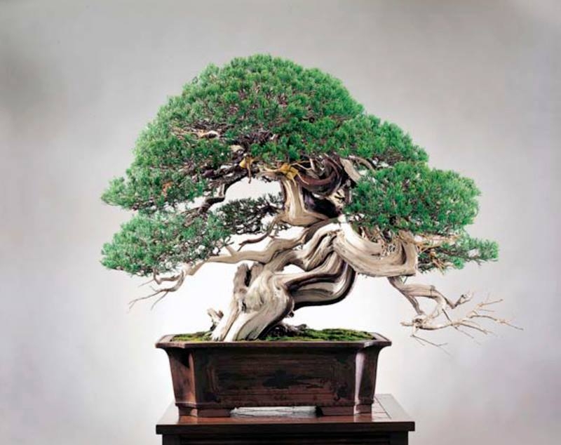WWBF World Bonsai Photo Contest 012.jpg