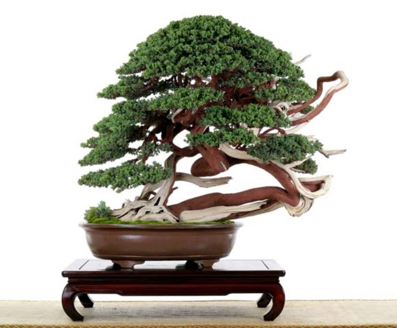 WWBF World Bonsai Photo Contest 019.jpg