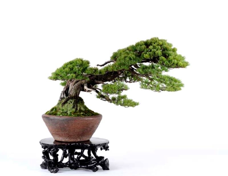 WWBF World Bonsai Photo Contest 020.jpg