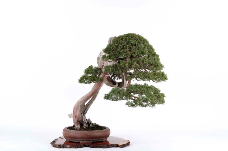 WWBF World Bonsai Photo Contest 023.jpg
