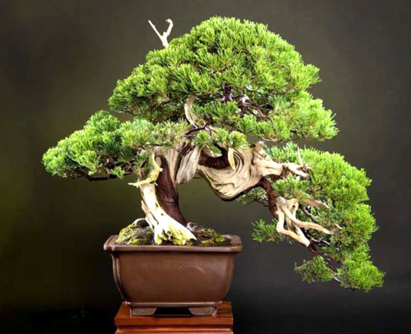 WWBF World Bonsai Photo Contest 027.jpg