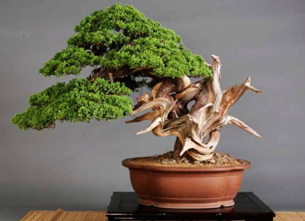 WWBF World Bonsai Photo Contest 031.jpg