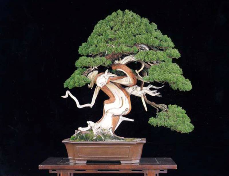WWBF World Bonsai Photo Contest 036.jpg