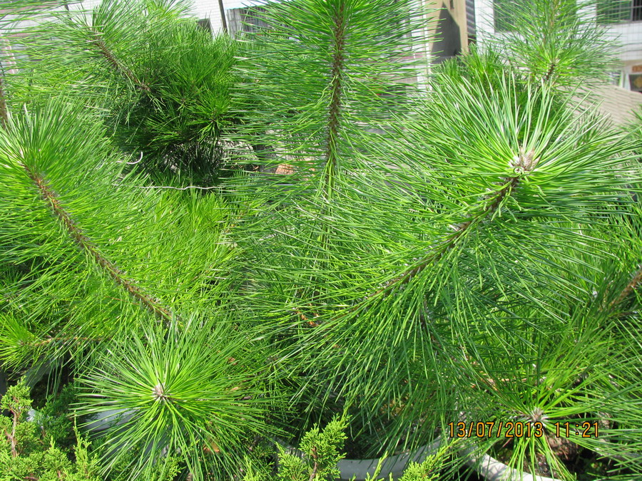  20130713 005.jpg