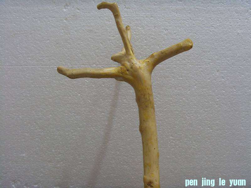 SDC11499_.jpg