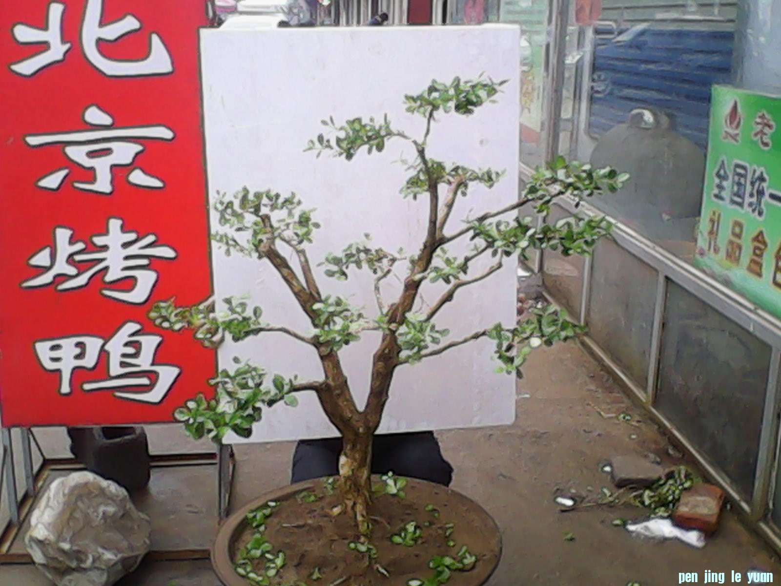 IMG_20130101_080234.jpg