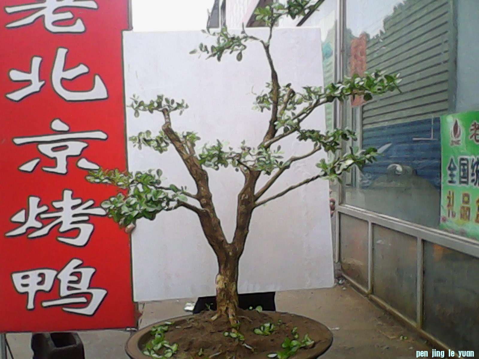 IMG_20130101_080228.jpg