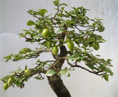 20130708559.jpg