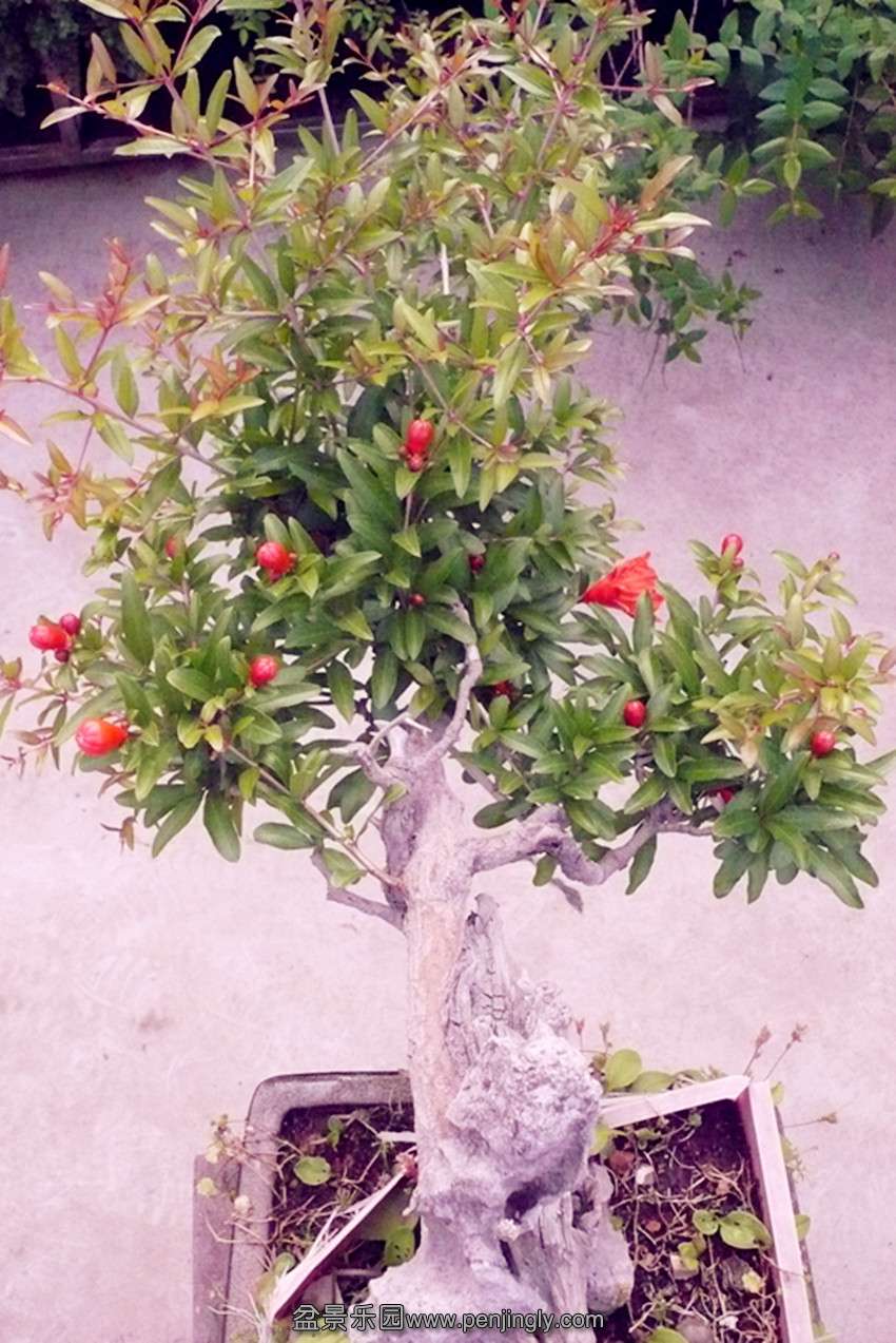 P1000754_ת_.jpg
