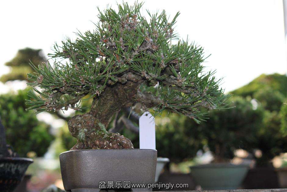 Ƭ 010.jpg