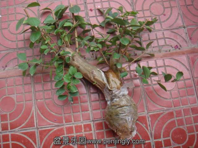 DSC08671.JPG