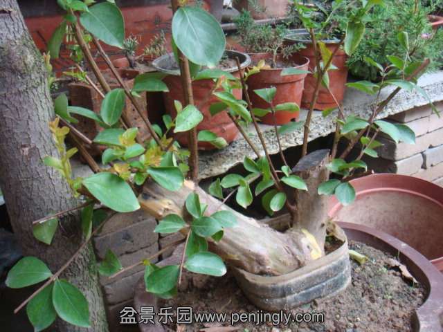 DSC08687.JPG
