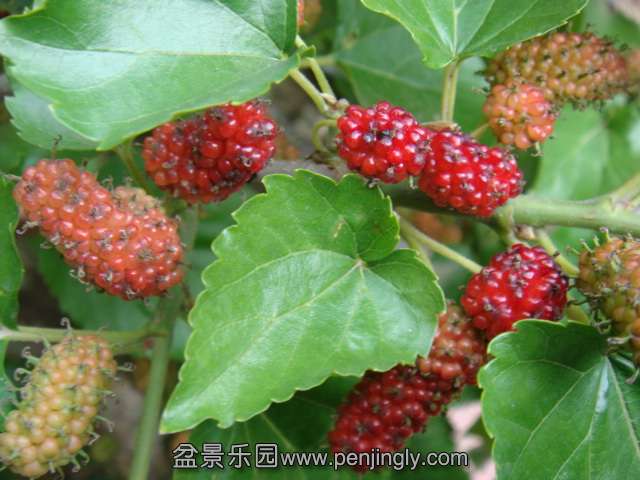 DSC08552.JPG