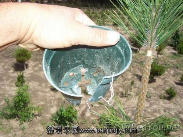 黑松高压繁殖,现场图片记录_lesce