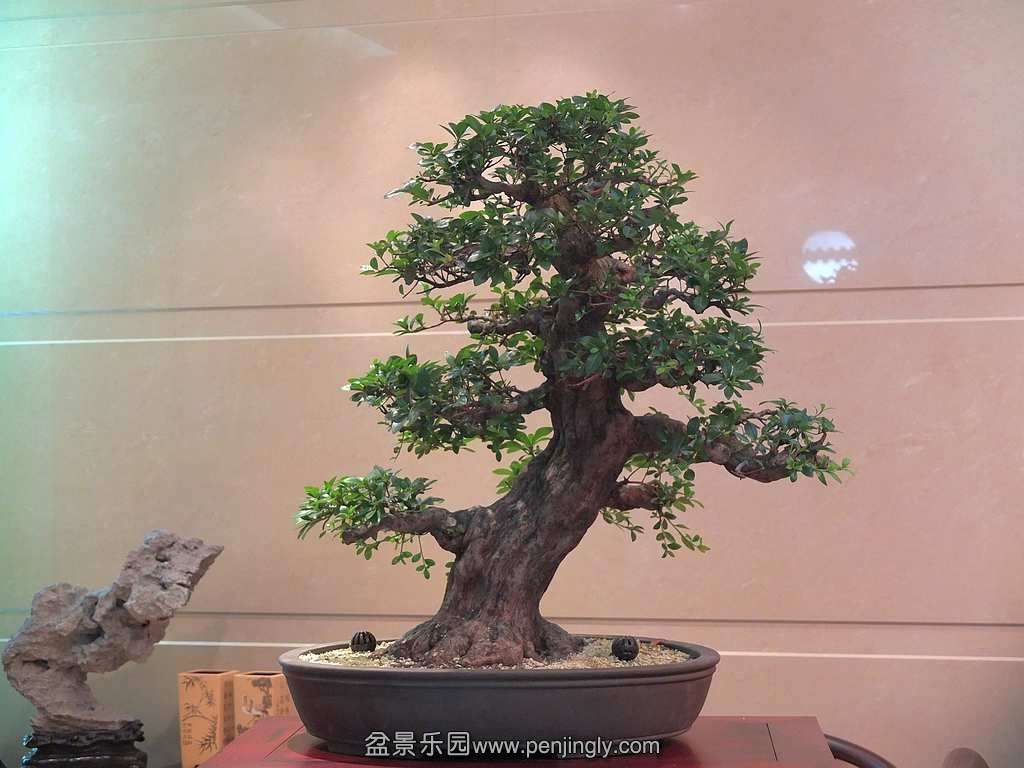 DSCF0409.jpg