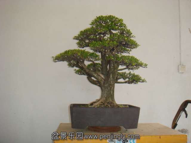 DSC07927.JPG