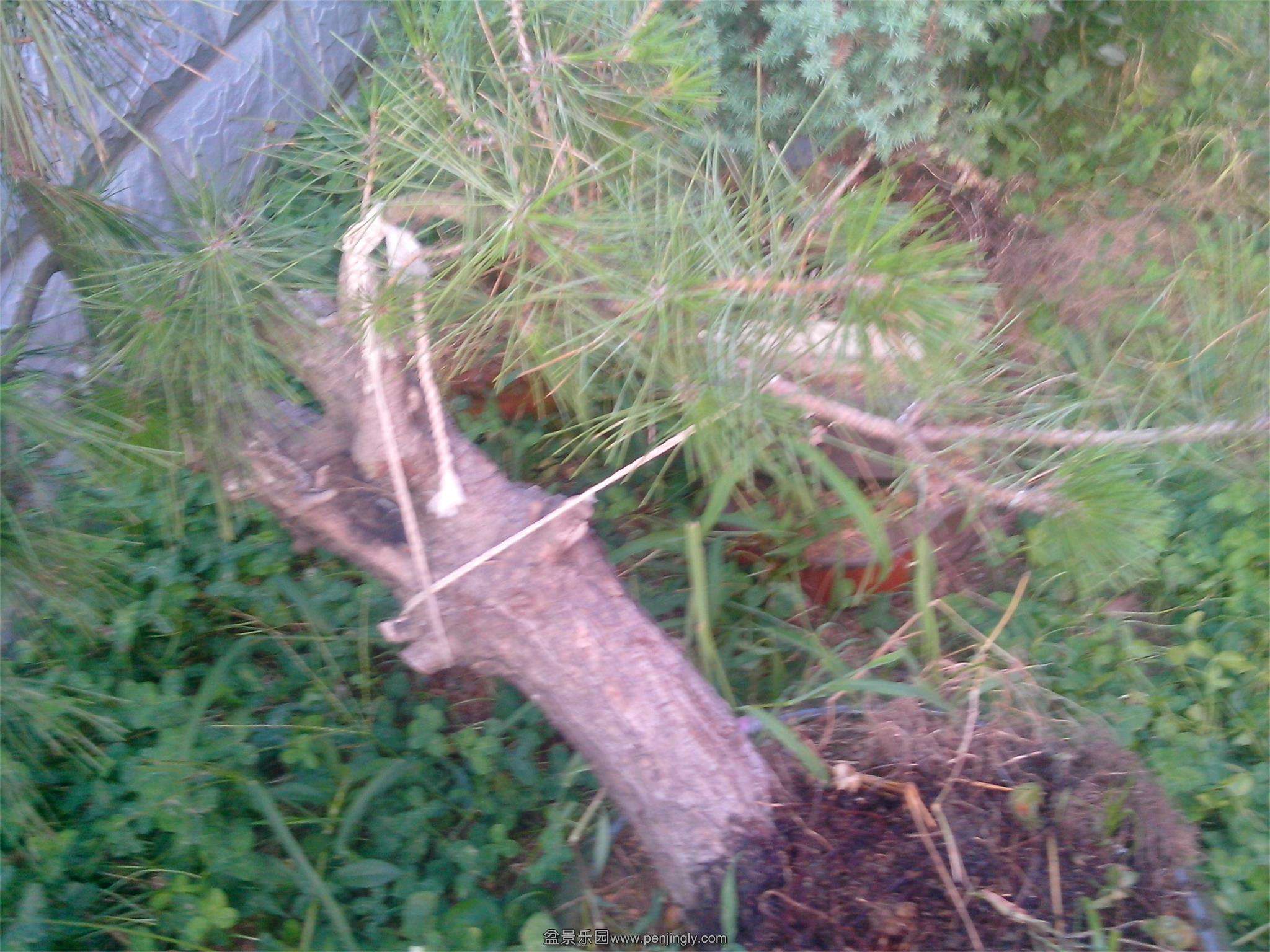 IMG20130701002.jpg