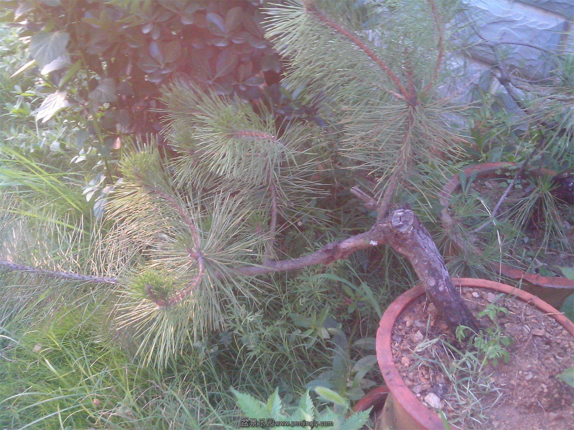IMG20130701005.jpg