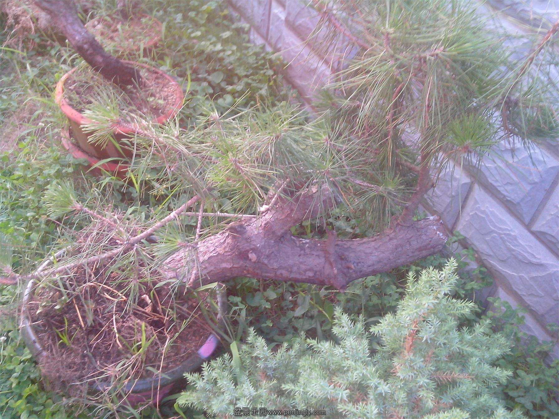 IMG20130701006.jpg
