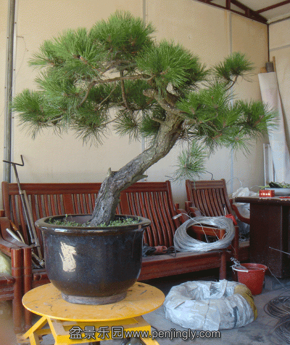 DSC07074.gif